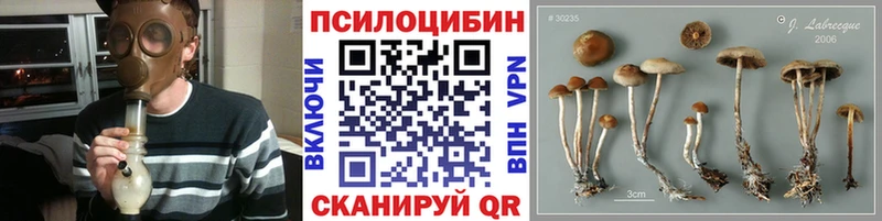 kraken сайт Семёнов Псилоцибиновые грибы Psilocybe